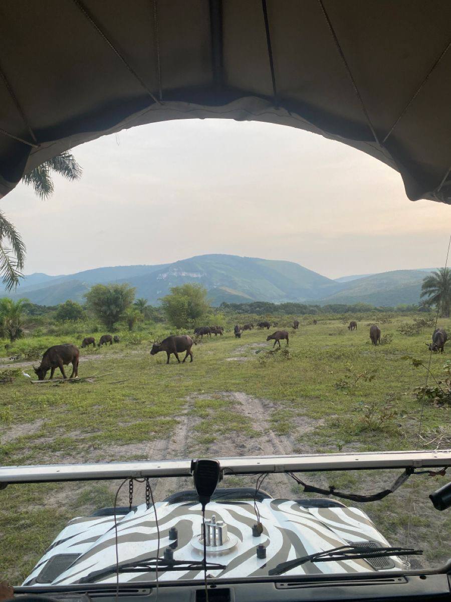 Safari au Parc de la vallee de la Nsele